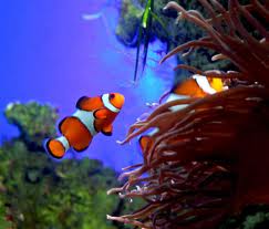 clownfish header